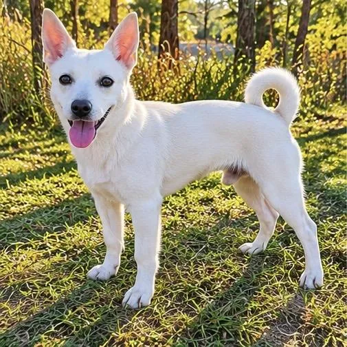 A young small-sized male White / Cream Chihuahua dog named Bianco for adoption in Foley, AL