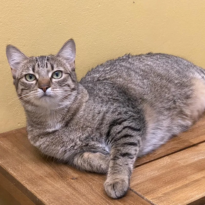 An adult large-sized female Domestic Short Hair cat named Riley for adoption in Leander, TX