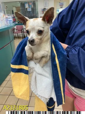 An adult small-sized male Mixed Breed dog named Sonny for adoption in West Palm Beach, FL