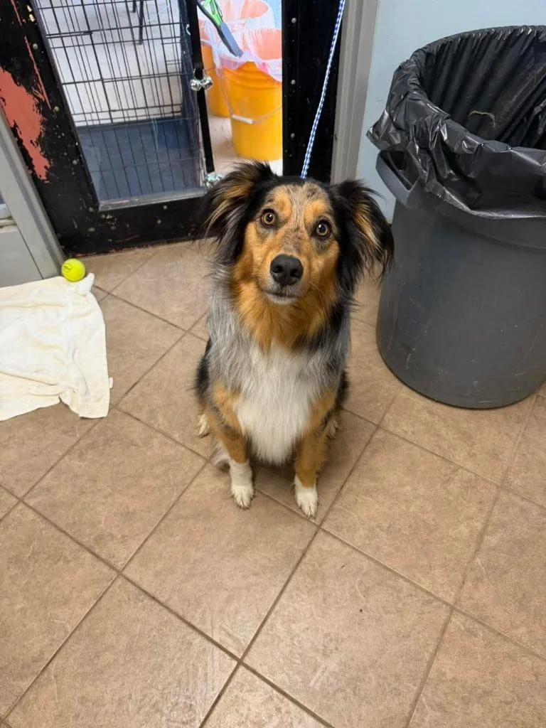 A young medium-sized male Australian Shepherd dog named Unknown Gooding Rd for adoption in Marion, OH