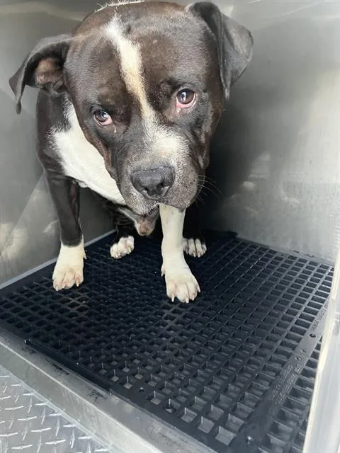 An adult large-sized male Mixed Breed dog named Dog for adoption in Dallas, TX