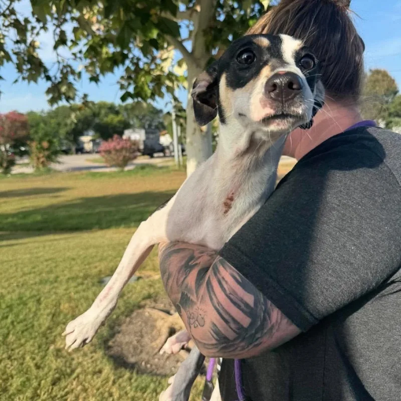 An adult small-sized female White / Cream Mixed Breed dog named Zola for adoption in Rockville, MD