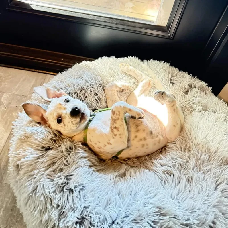 A baby medium-sized female Cattle Dog dog named Kona for adoption in Mount Vernon, WA