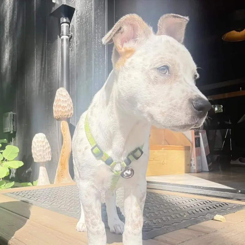 Kona thumbnail 3