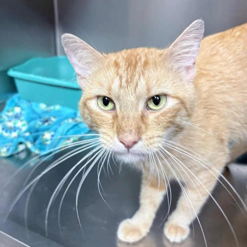A young medium-sized male Orange / Red Domestic Short Hair cat named Samuel for adoption in Birmingham, AL