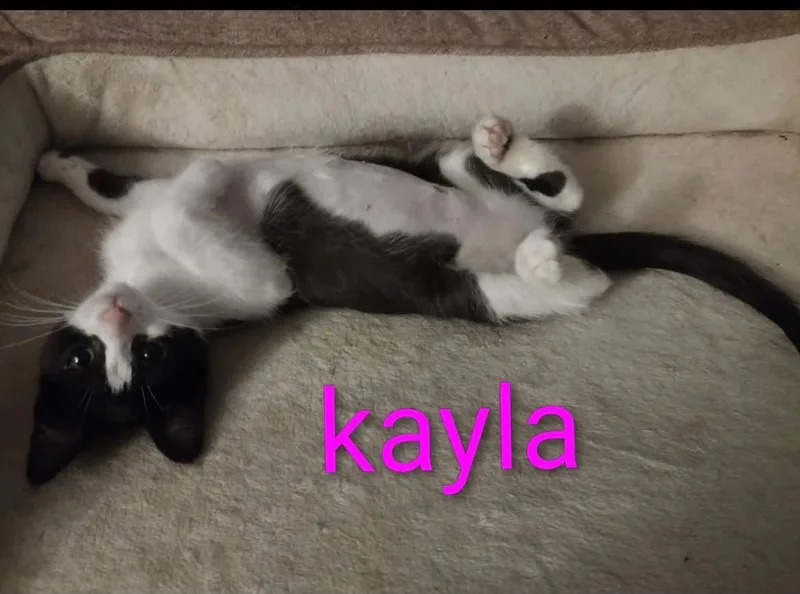 A baby medium-sized female Black & White / Tuxedo Tuxedo cat named Kayla for adoption in Wyandotte, MI