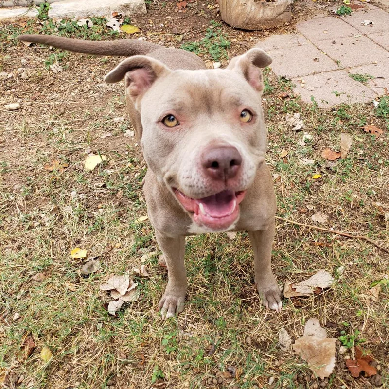 An adult medium-sized female Sable Blue Lacy dog named Oogie for adoption in Austin, TX
