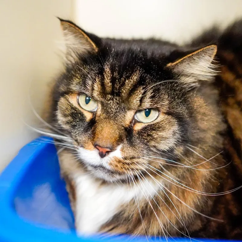 A senior small-sized male Brown / Chocolate Domestic Long Hair cat named Bruno for adoption in Thomaston, ME