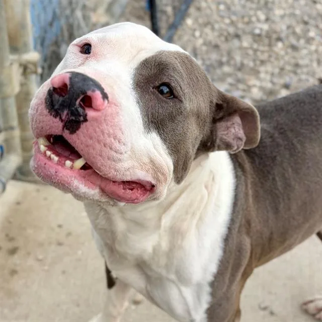 An adult large-sized male American Staffordshire Terrier dog named Luca for adoption in Indianapolis, IN