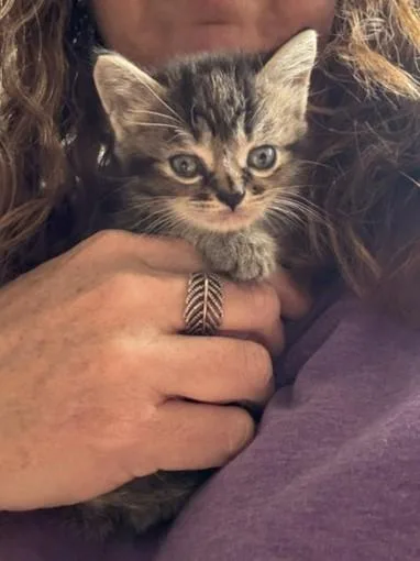 A baby small-sized female Domestic Short Hair cat named Bella for adoption in Charlotte, NC