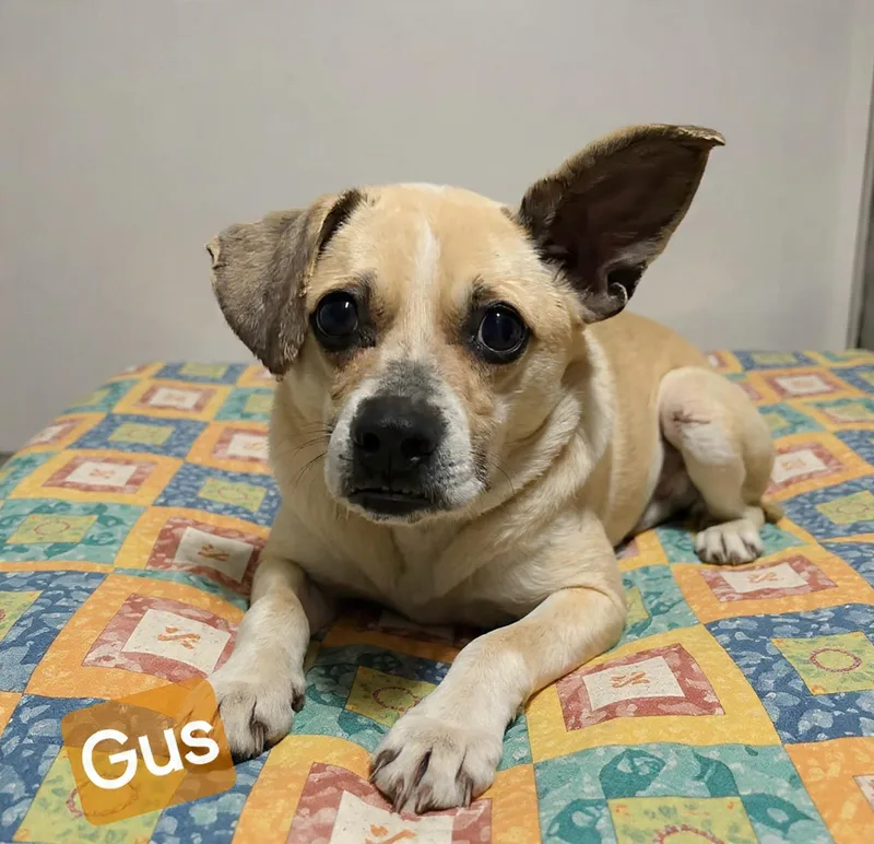 An adult small-sized male Yellow / Tan / Blond / Fawn Pug dog named Gus for adoption in Wheelersburg, OH