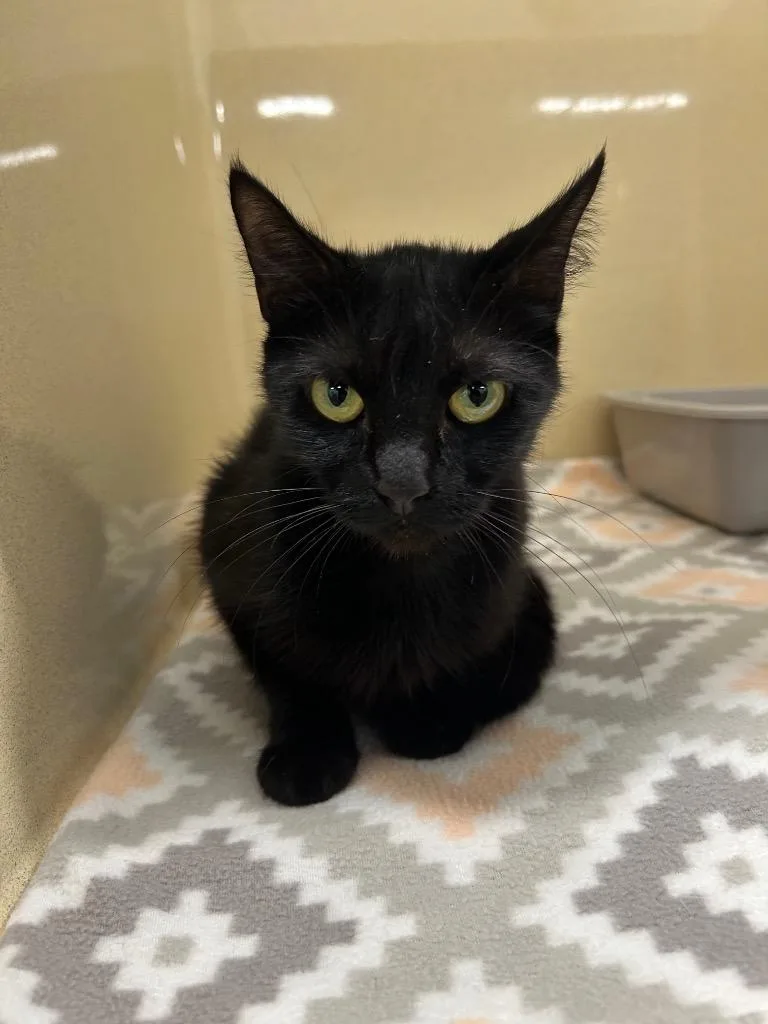 A young medium-sized female Domestic Short Hair cat named Cyndee for adoption in Gautier, MS
