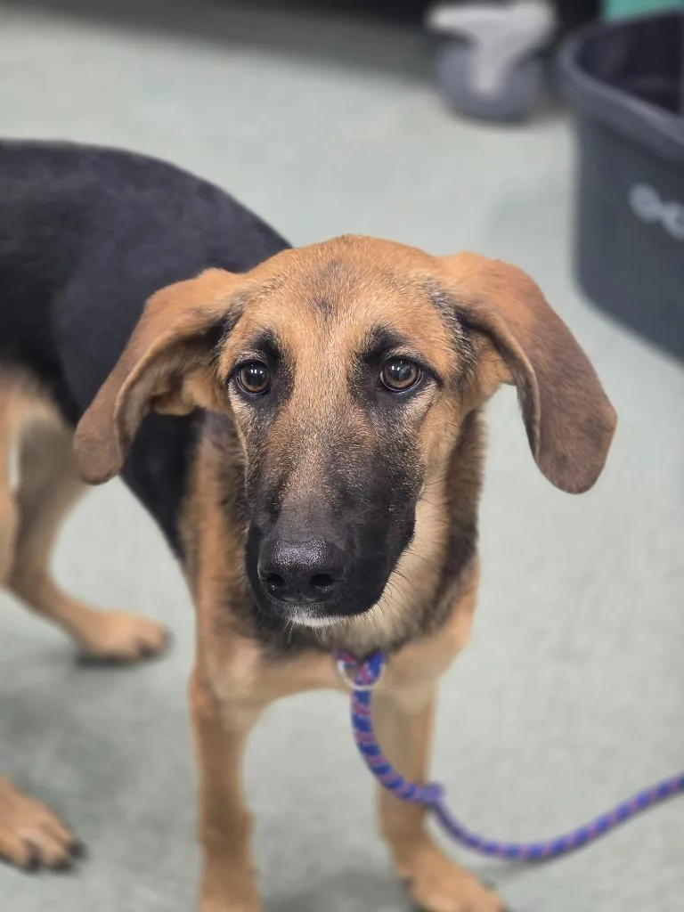 A baby medium-sized female Hound dog named Fern for adoption in Danielsville, GA
