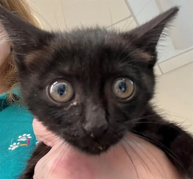 A baby small-sized female Domestic Short Hair cat named Pepper for adoption in Houston, TX