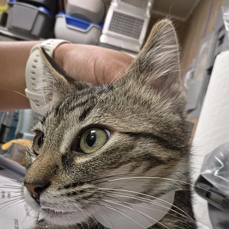 A baby small-sized male Black Domestic Short Hair cat named Bugatti for adoption in Leander, TX