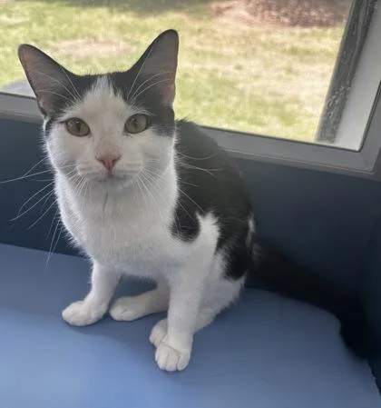 Sheriff Andy thumbnail 2