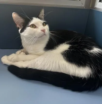 Sheriff Andy thumbnail 3