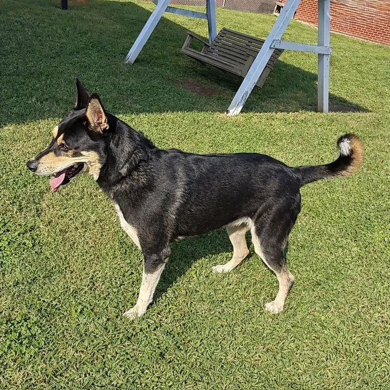 An adult medium-sized male German Shepherd Dog dog named Ryder for adoption in Brenham, TX