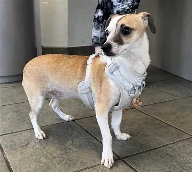 A young small-sized male Terrier dog named Remy for adoption in San Antonio, TX