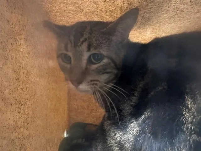 An adult medium-sized male Domestic Short Hair cat named Pancho for adoption in Baldwin Park, CA