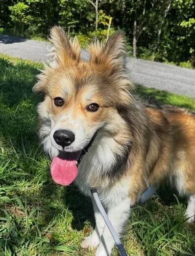 Bolt