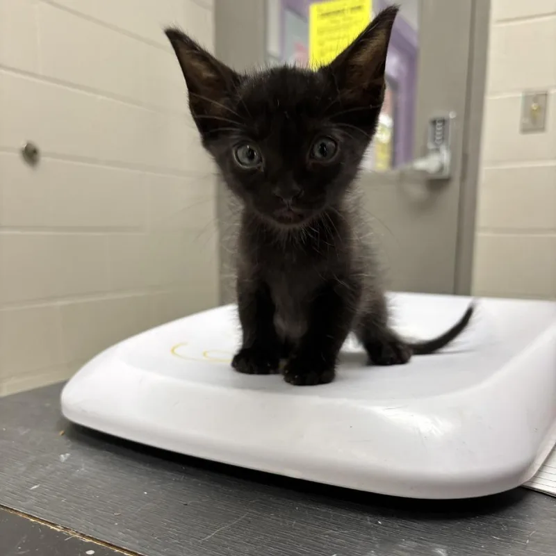 A baby small-sized male Black Domestic Short Hair cat named Dude for adoption in Lufkin, TX
