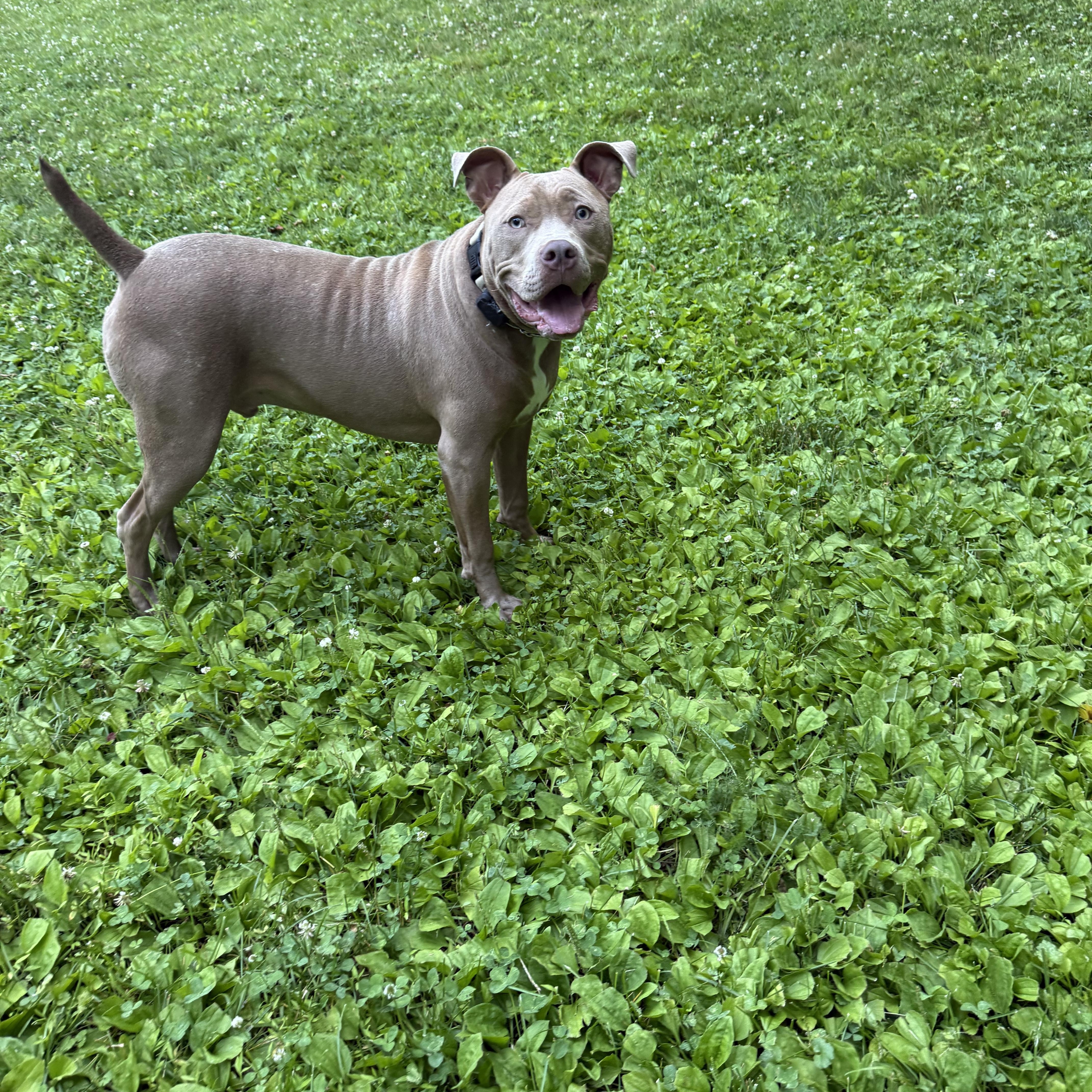 A young large-sized male Yellow / Tan / Blond / Fawn American Staffordshire Terrier dog named Churro for adoption in Los Angeles, CA