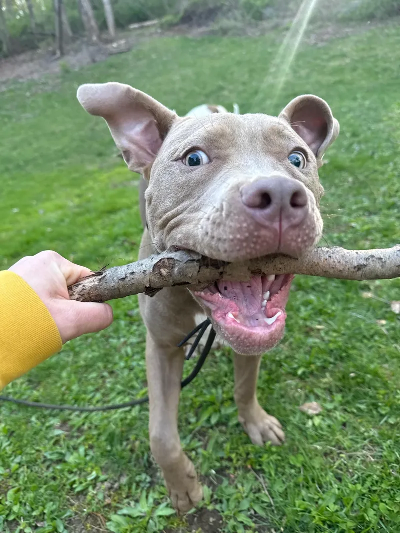 Churro thumbnail 4