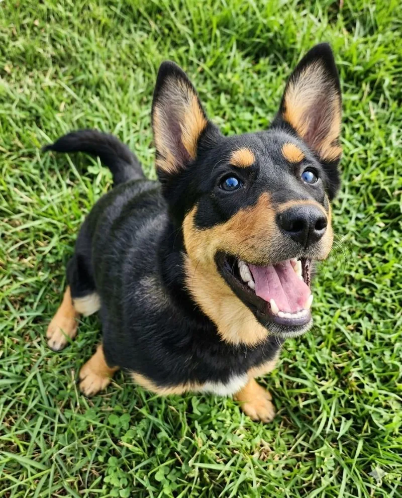 A young medium-sized female Shepherd dog named Dixie for adoption in Saint George, UT