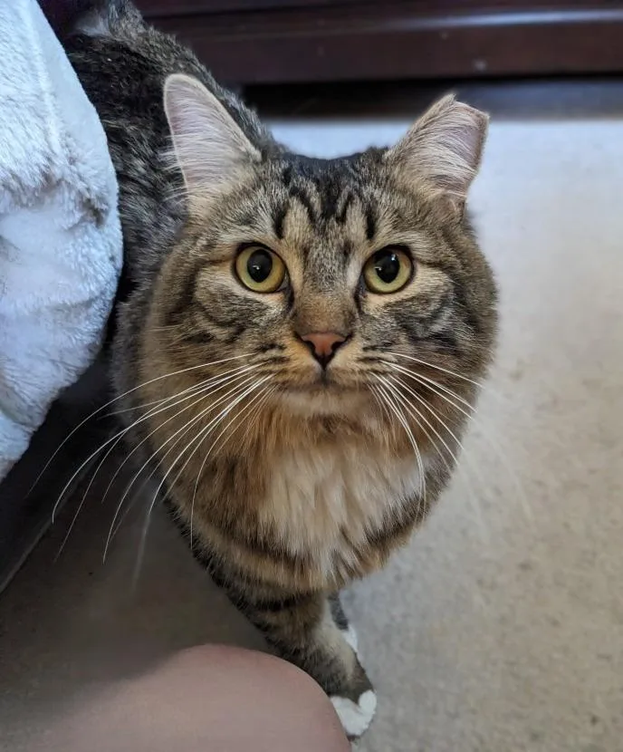 A young medium-sized female Domestic Medium Hair cat named Isabella for adoption in Salt Lake City, UT