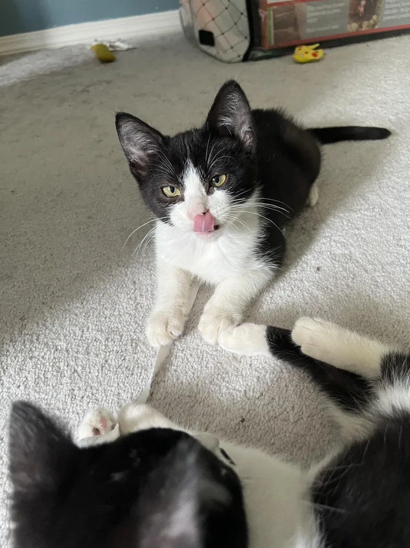 A baby medium-sized male Black & White / Tuxedo Domestic Short Hair cat named Tahoe for adoption in Portland, OR