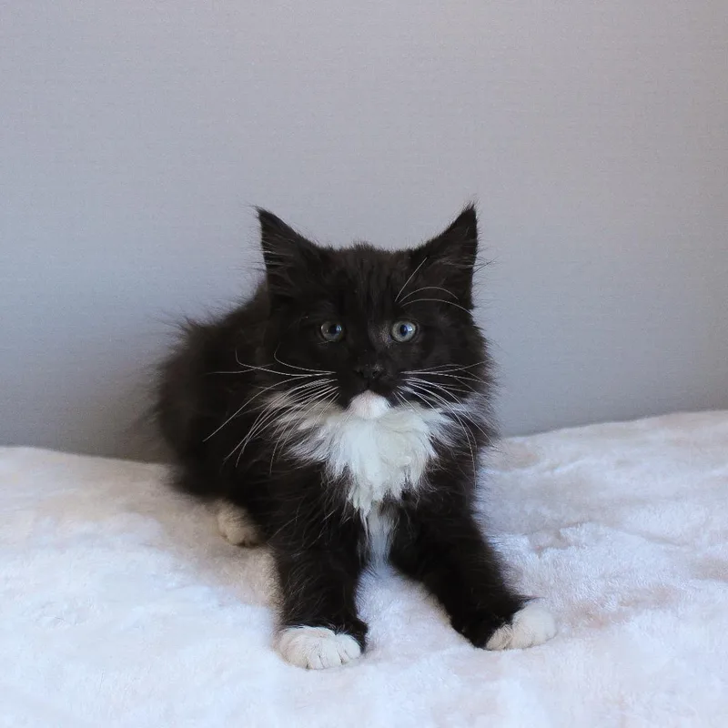 A baby medium-sized female Black & White / Tuxedo Domestic Medium Hair cat named Venus for adoption in Wayne, NJ
