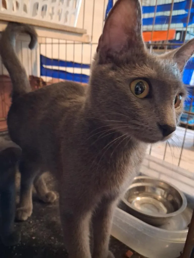 A young medium-sized female Domestic Short Hair cat named Frannie for adoption in Ogden, UT