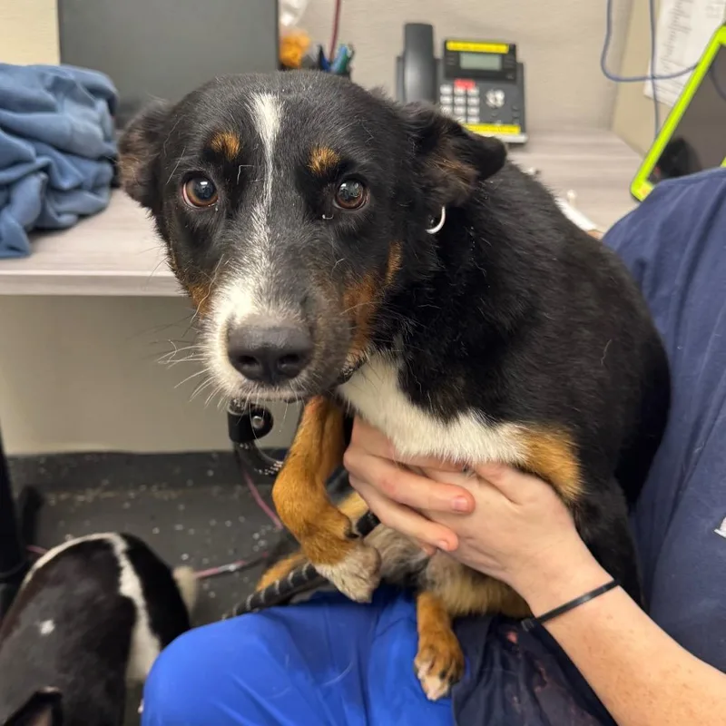 An adult medium-sized female Black Mixed Breed dog named Becky for adoption in Columbiana, AL