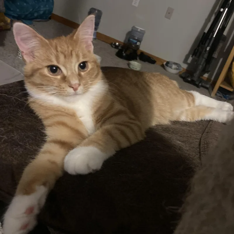 A young medium-sized male Orange & White Domestic Short Hair cat named Parsnip for adoption in Lake Orion, MI