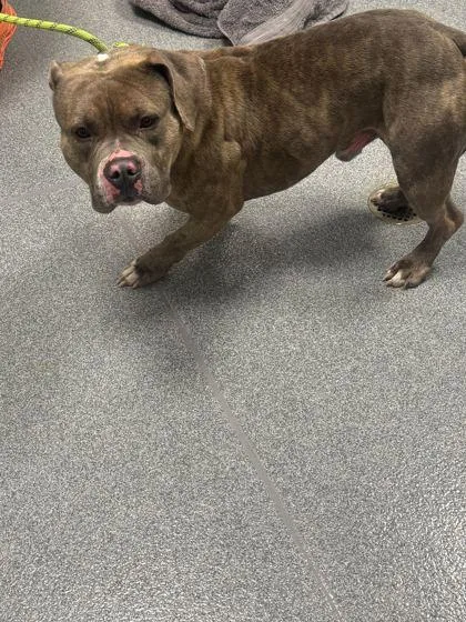 An adult medium-sized male Mixed Breed dog named Ramsey for adoption in Sevierville, TN