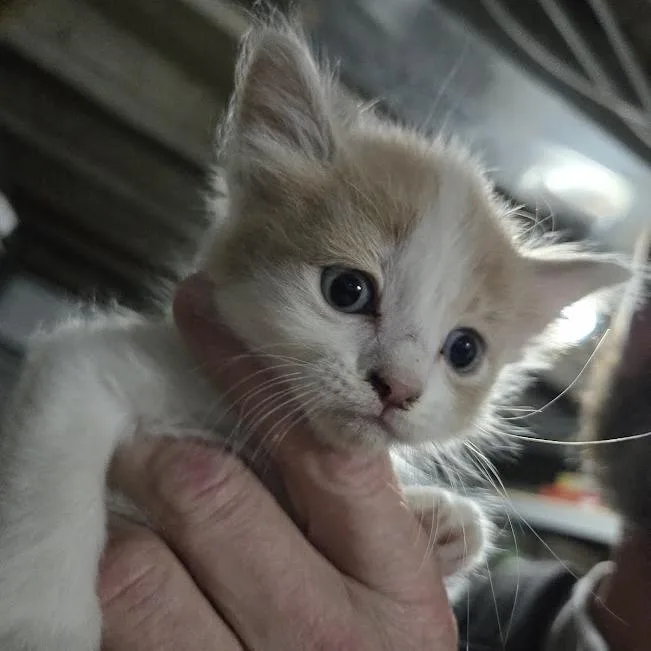 A baby small-sized male Orange / Red Domestic Short Hair cat named Royce for adoption in Sioux Falls, SD