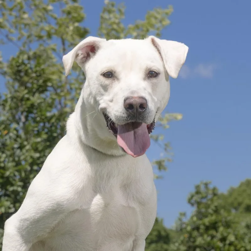 An adult medium-sized female White / Cream Mixed Breed dog named Mae for adoption in Franklin, TN