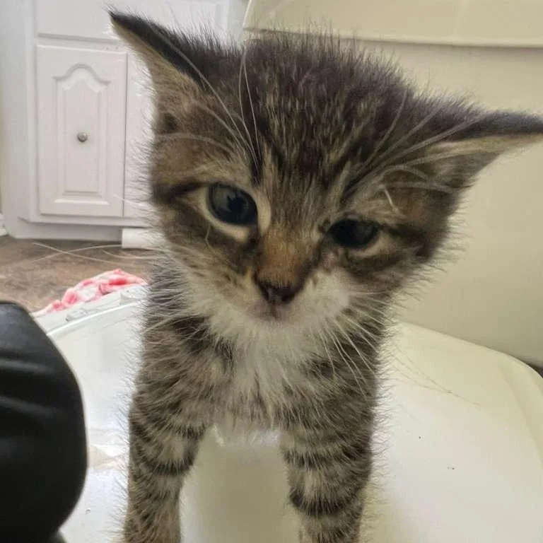 A baby small-sized male Brown / Chocolate Domestic Short Hair cat named Daex for adoption in Winchester, VA