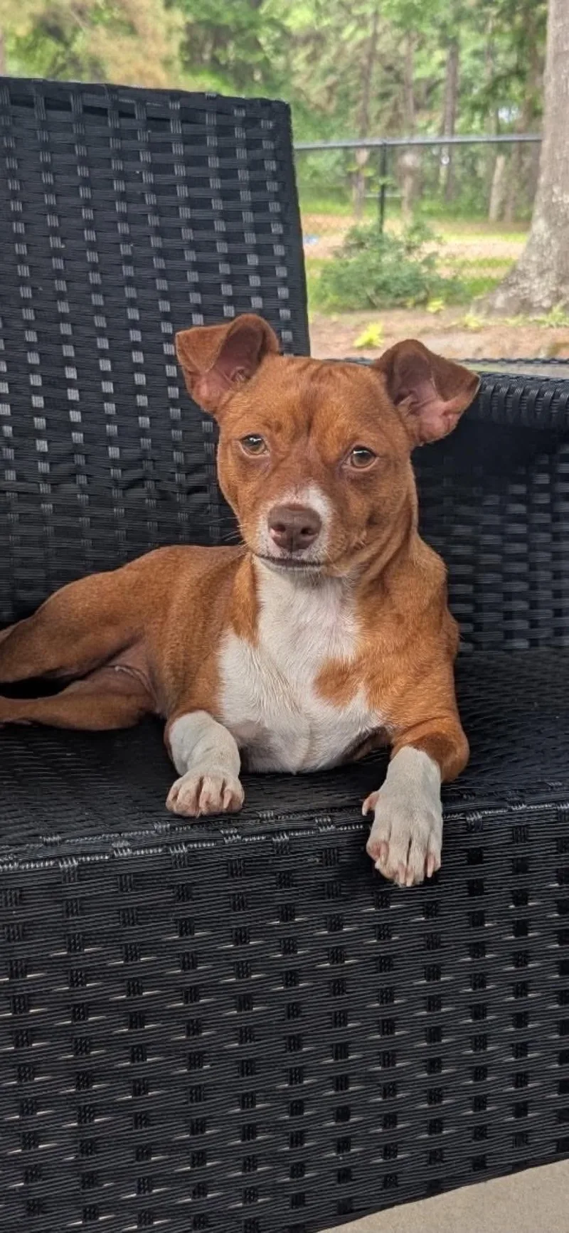A young small-sized female Chihuahua dog named Clarks for adoption in New Baltimore, MI