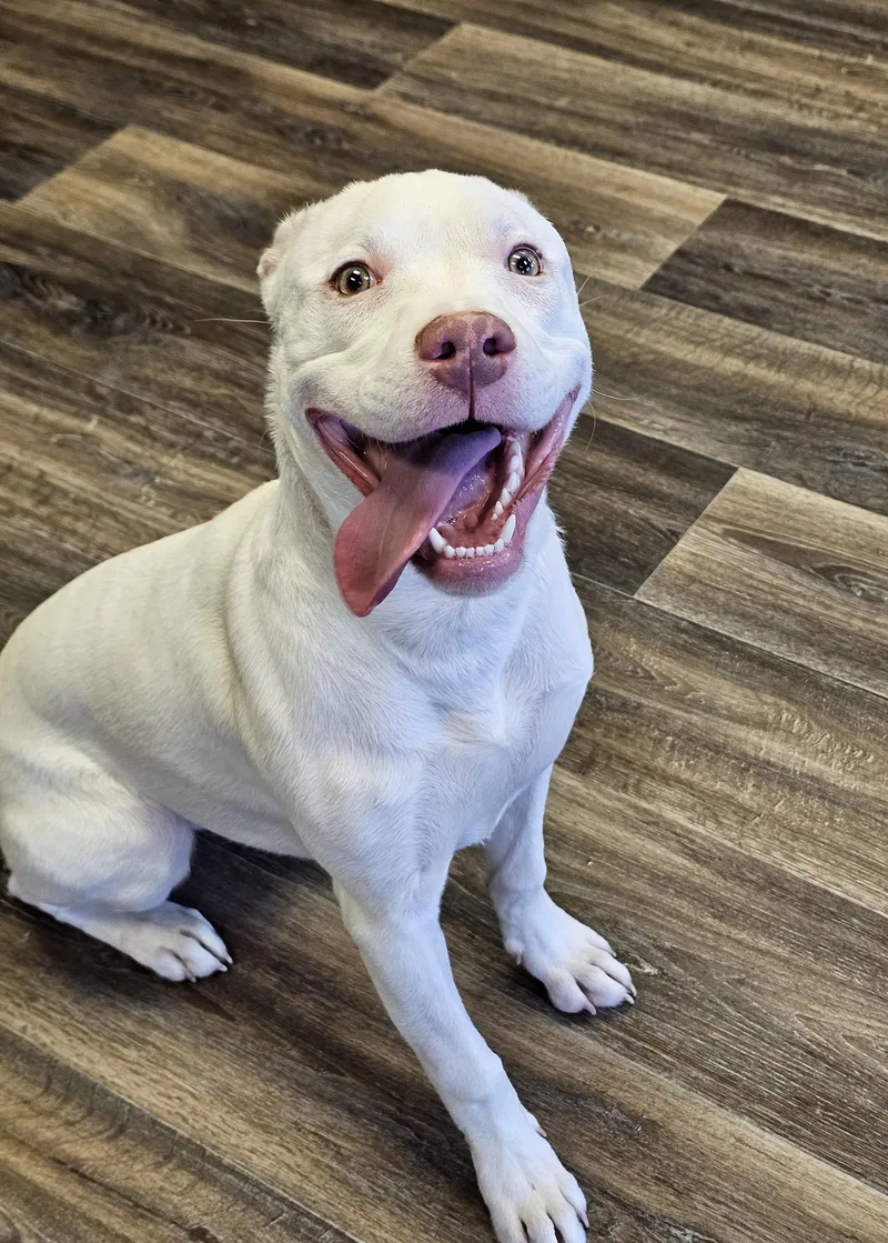 Chestnut thumbnail 2