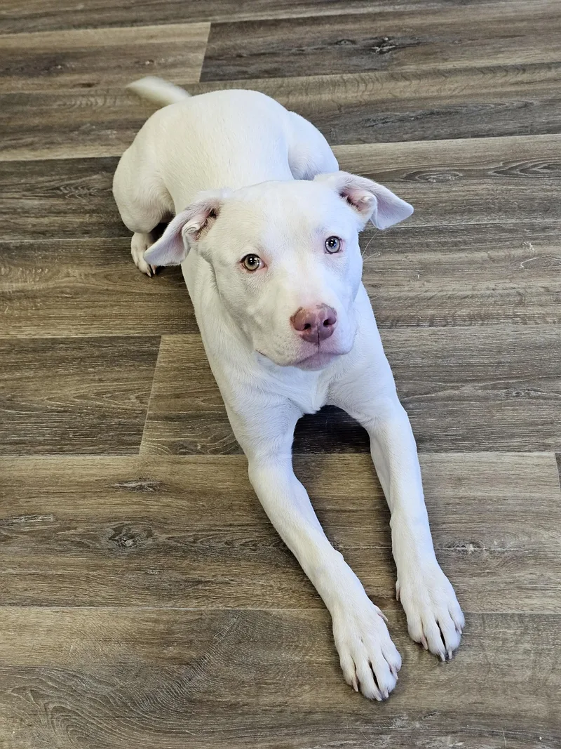 Chestnut thumbnail 3