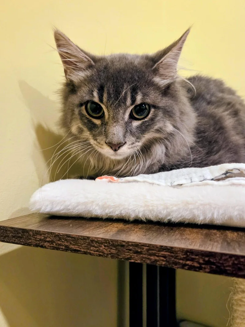 A baby medium-sized female Domestic Long Hair cat named Sassy for adoption in Allentown, PA