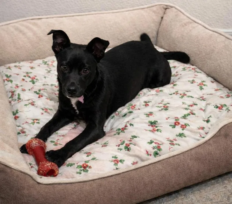 Morning Puppy thumbnail 2