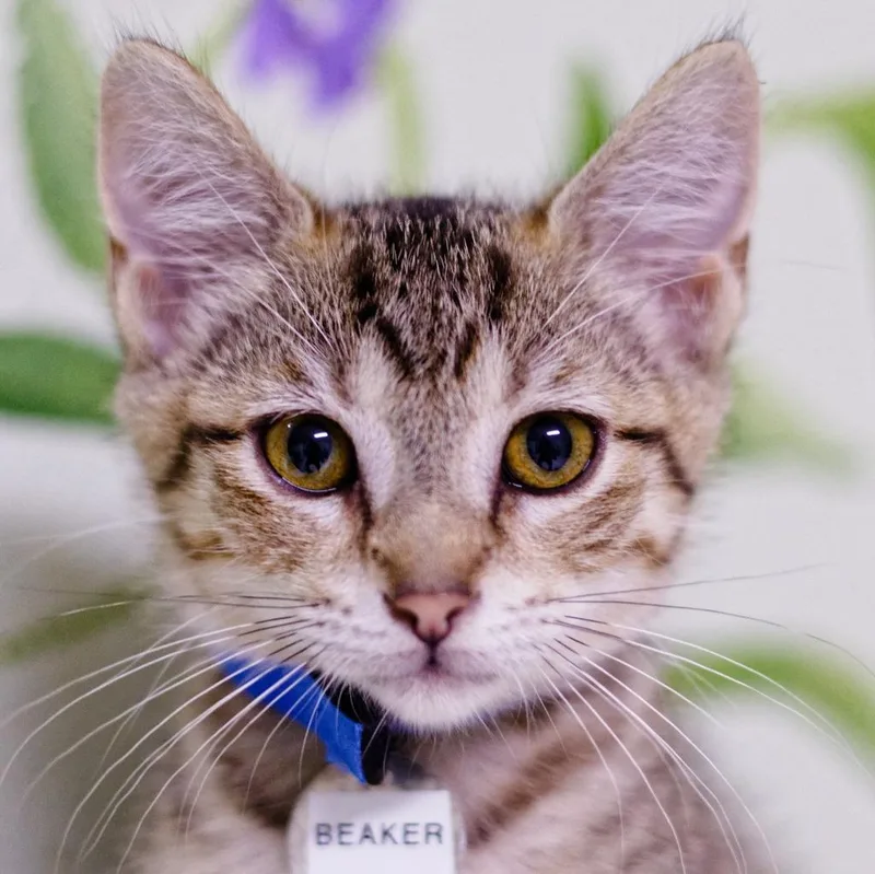 A baby medium-sized male Domestic Short Hair cat named Beaker for adoption in Hot Springs, AR
