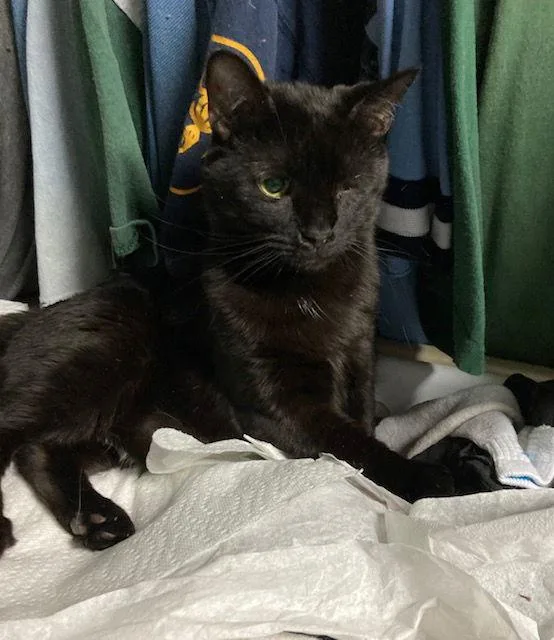 Jack Sparrow thumbnail 3