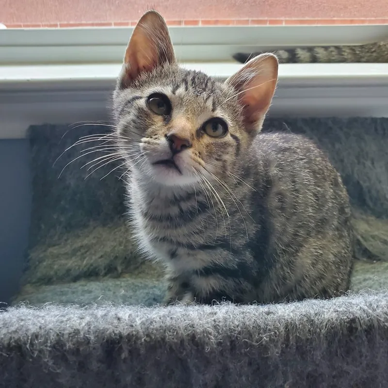 An adult large-sized male Domestic Short Hair cat named Big Mac for adoption in San Antonio, TX