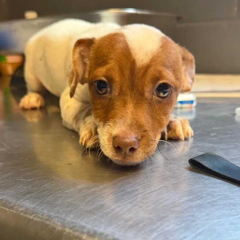 A baby small-sized male Chihuahua dog named TUSCStray_ for adoption in Tuscaloosa, AL