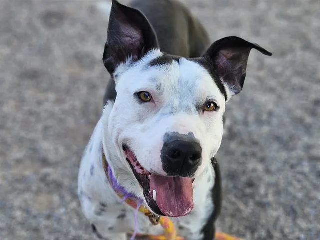 An adult medium-sized male Pit Bull Terrier dog named Lunox for adoption in Tucson, AZ