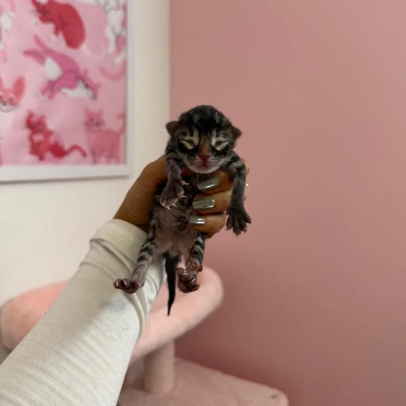 Benjamin Button thumbnail 3